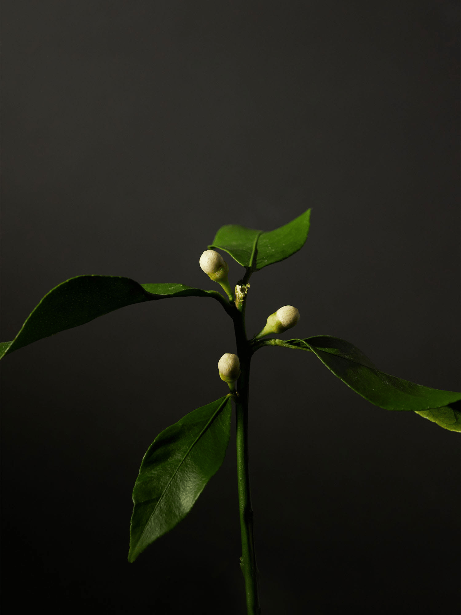 aromatica organic neroli oil plant skincare-kbeauty-glowtime-aromatica organic neroli oil