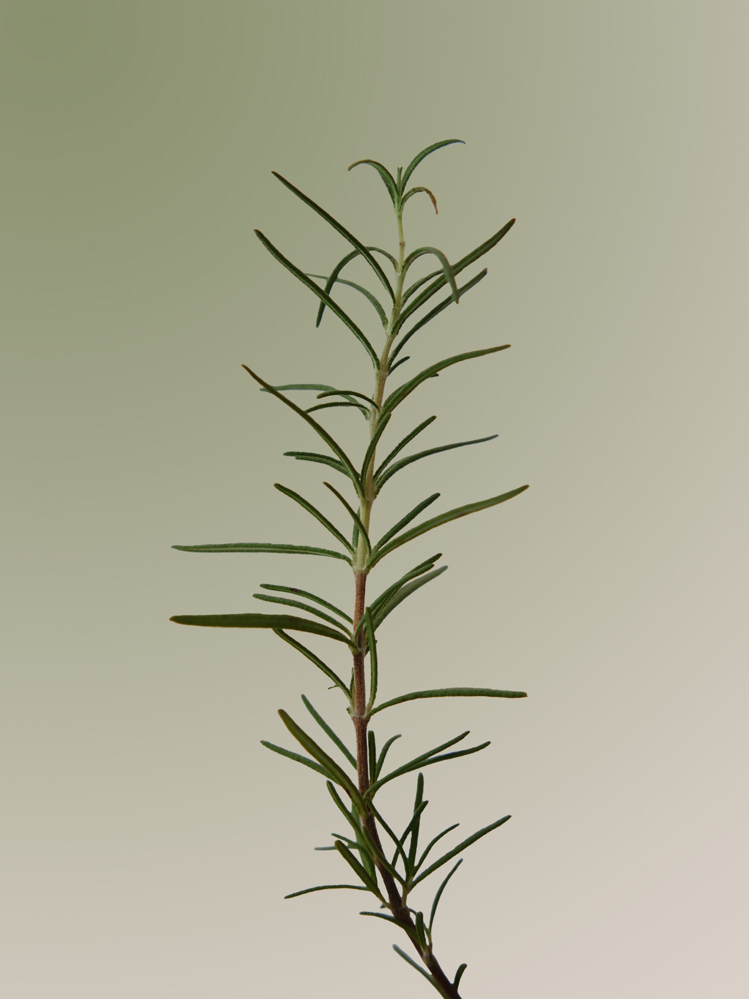 skincare-kbeauty-glowtime-aromatica rosemary scalp scaling shampoo