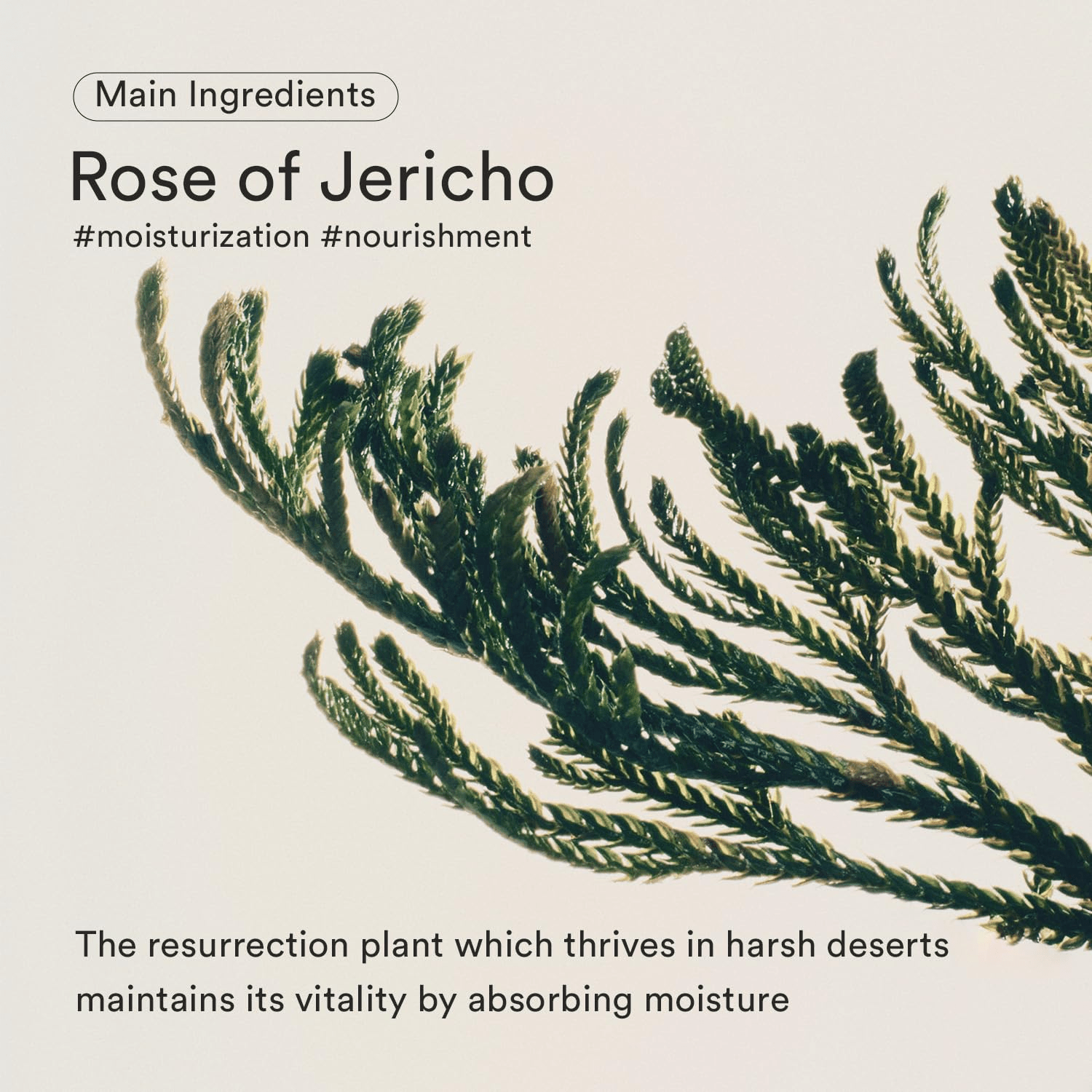 ABIB Jericho Rose Bifida Serum Firming Drop 3 skincare-kbeauty-glowtime-abib jericho rose bifida firming drip